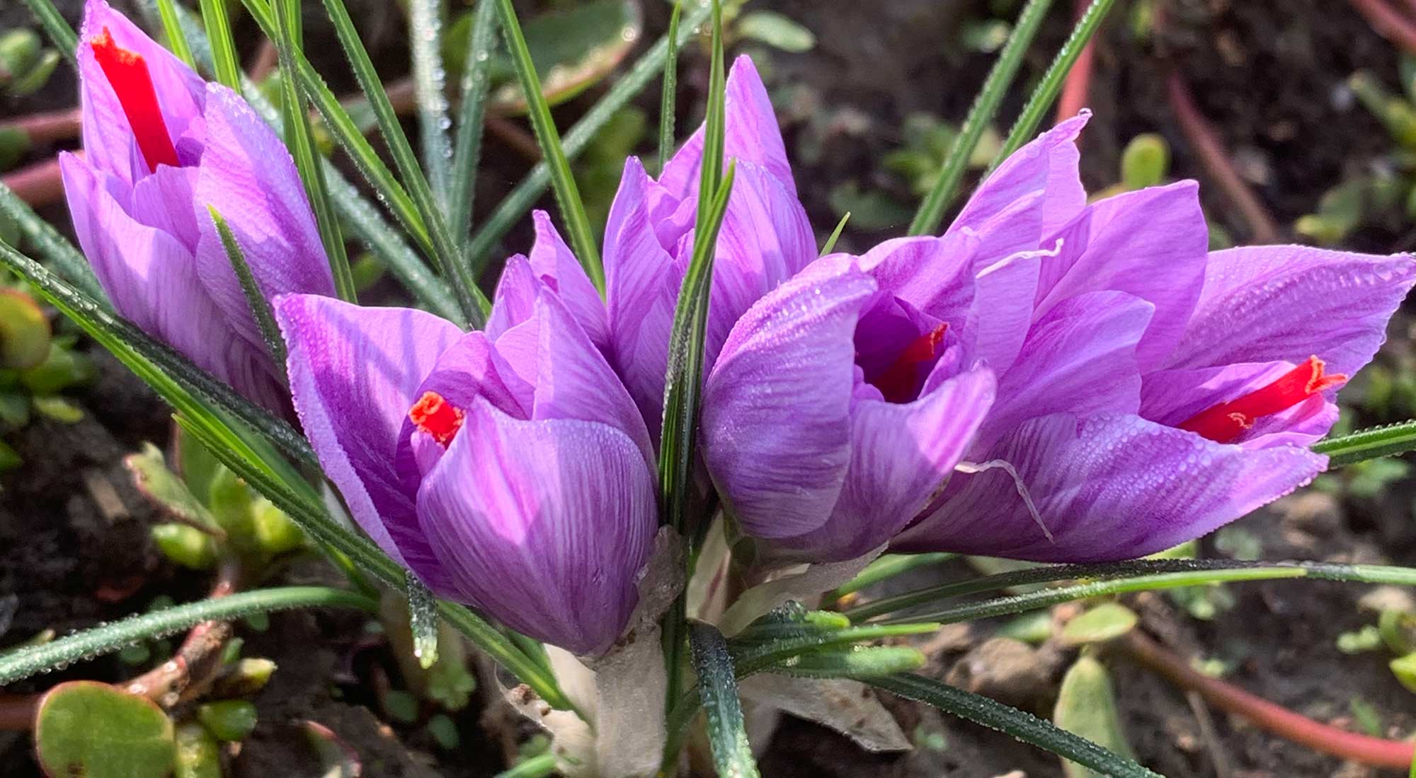 fiore di zafferano